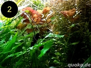 Bunte Ludwigie, Rotes Tausendblatt, amerik. Wasserstern, ab 4  Bild 4
