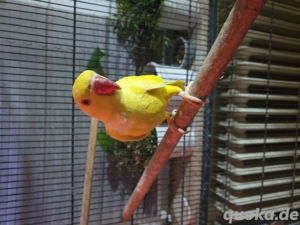 halsbandsittich lutino 10 monate