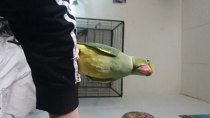 halsbandsittich handzahm 10 monate