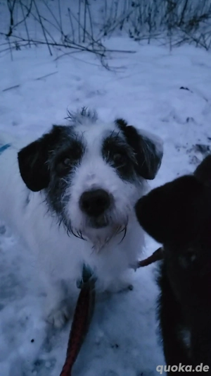 Gisela, klein, knuffig, gemütlich, süß sucht Körbchen für immer