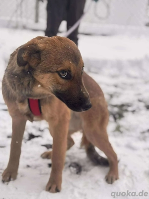 Daggi   unser kleiner Sonnenschein sucht ein Zuhause!  Bild 10