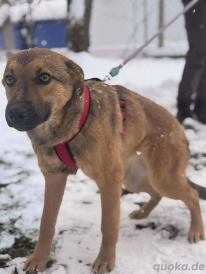 Daggi   unser kleiner Sonnenschein sucht ein Zuhause!  Bild 6