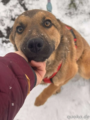 Daggi   unser kleiner Sonnenschein sucht ein Zuhause!  Bild 8