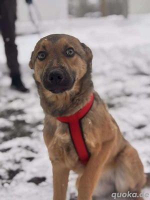 Daggi   unser kleiner Sonnenschein sucht ein Zuhause!  Bild 7