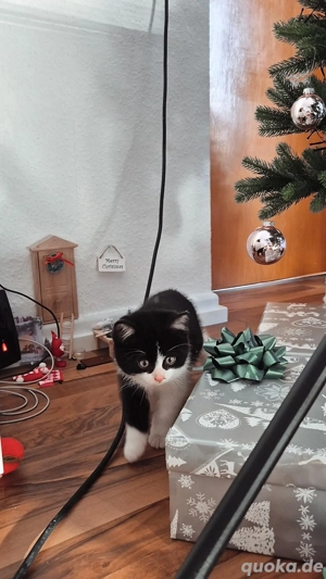 Süßes EKH-Katzenbaby (Männchen)