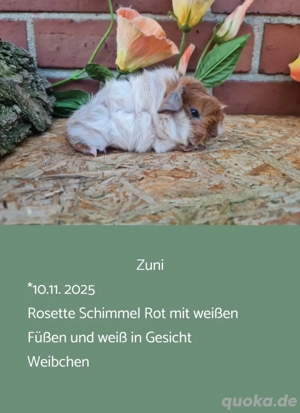 Weibchen Rosette Meerschweinchen 