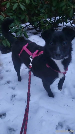 Giesy, klein, schwarz, zuckersüß sucht ihre Menschen 