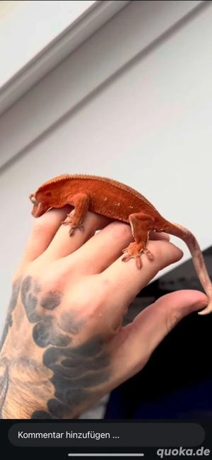 Kronengecko 1.3