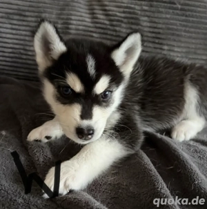 Husky chow-chow mischling