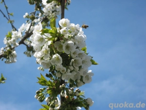 Helfer im Hopfenbau (m w d)