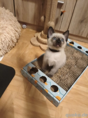 Siam kitten zu verkaufen 