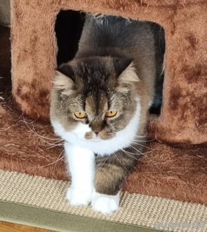 Britisch Langhaar Kater mit Stammbaum 