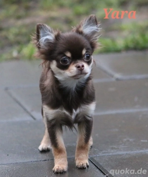 Chihuahua Welpen Langhaar schoko 