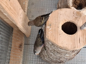 Bourksittiche aus 2025