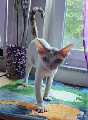 Reinrassiges Devon Rex-Kätzchen zu einem sehr guten Preis zu verkaufen
