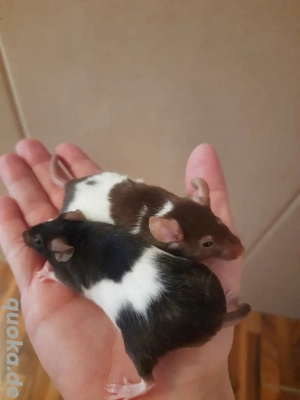 Farbmaus Weibchen zu Verschenken