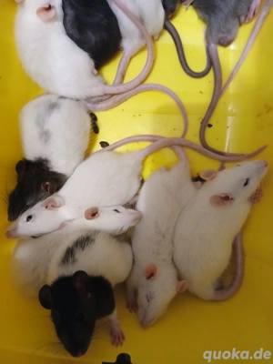 Zwergfarbrattenbabys aus liebevollen Händen abzugeben m w Bild 3