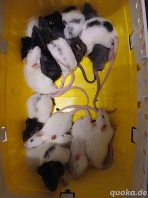 Zwergfarbrattenbabys aus liebevollen Händen abzugeben m w