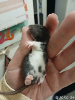 Zwergfarbrattenbabys aus liebevollen Händen abzugeben m w Bild 8