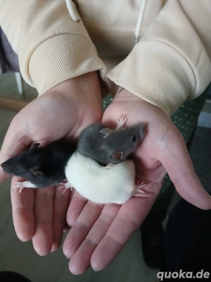 Zwergfarbrattenbabys aus liebevollen Händen abzugeben m w Bild 5