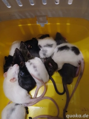 Zwergfarbrattenbabys aus liebevollen Händen abzugeben m w Bild 2
