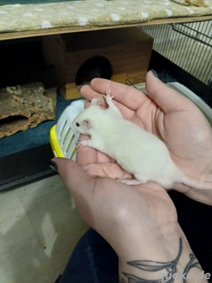 Zwergfarbrattenbabys aus liebevollen Händen abzugeben m w Bild 4