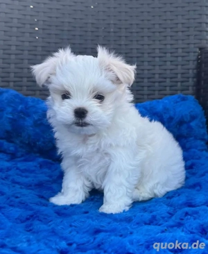 Malteser-Welpe zur Adoption 
