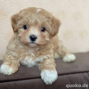 Süße rote Pudel Welpen, Rüden und Hündinnen, aus Zwerg Pudel und Kleinpudel