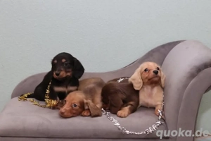    Exklusive Winter-Aktion: Jetzt 35 % Rabatt auf unsere bezaubernden Zwergdackel-Welpen!     