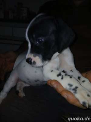 Dalmatiner-Labrador-Retriever Mix