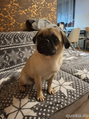 Mopsmischling *GINA* sucht ein Zuhause