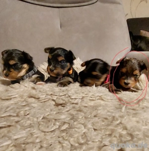 Yorkshire Terrier Welpen (Mini)