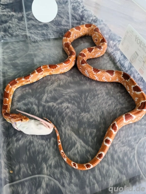 Kornnattern inkl.Terrarium