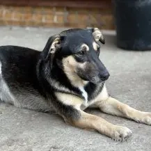 Gratia ca. 35 cm -  die Charmante