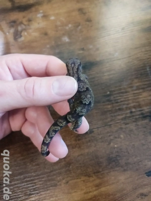 0.1 Bavayia robusta (Brauner Waldgecko)