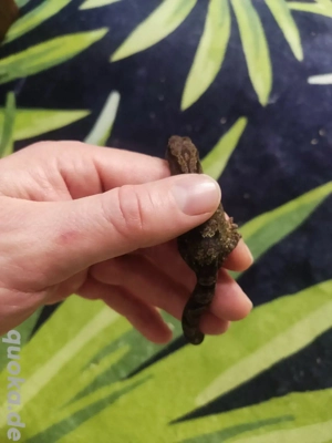 2.2 Bavayia robusta (Brauner Waldgecko)  Bild 3