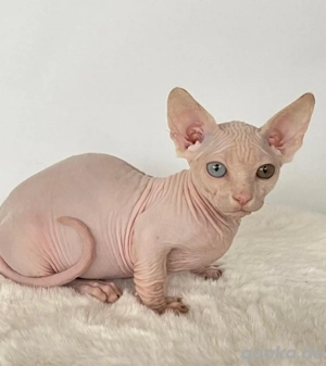 Sphynx-Kätzchen