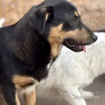 Sebastian ca. 35 cm   der Behutsame Bild 6