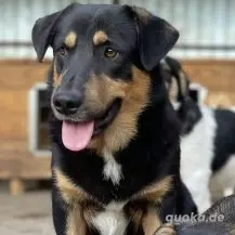 Sebastian ca. 35 cm   der Behutsame Bild 7