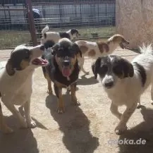 Sebastian ca. 35 cm   der Behutsame Bild 4