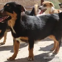 Sebastian ca. 35 cm   der Behutsame Bild 5