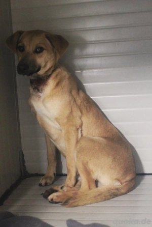 Atlas   ein tapferer Überlebender sucht sein Glück