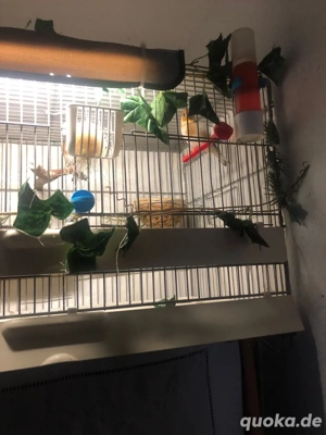 europe und mayor stigliz paar 