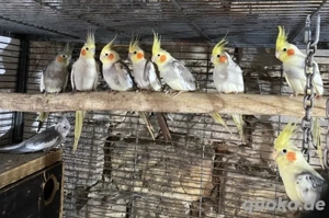 Nymphensittiche in verschiedenen Farben und Altersgruppen 