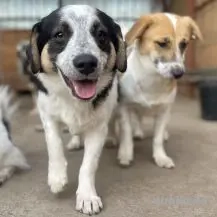 Nevio ca. 35 cm - der Knuffige