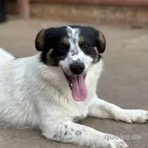 Ivo im Wachstum - der Hoffnungsvolle