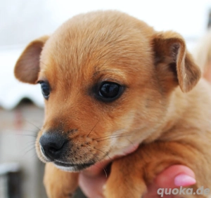Benett   ein kleiner Schatz auf vier Pfoten sucht sein Zuhause