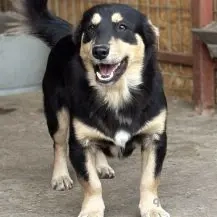 Vega ca. 35 cm - mit sehnsüchtigem Blick