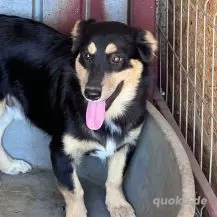 Vega im Wachstum - mit sehnsüchtigem Blick