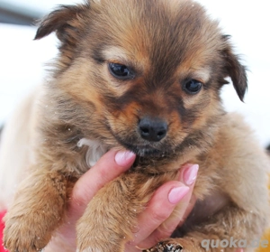 Billy   winziger Welpe, großes Glück auf vier Pfoten